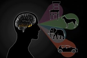 Figure1: The IT cortex distinguishes between different objects. (Image: Chelsea Turner, MIT [1])